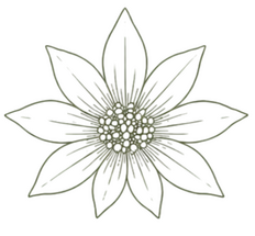 Flannel Flower Symbol Large
