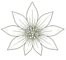Flannel Flower Symbol Small Flannel Flower Symbol Smalle